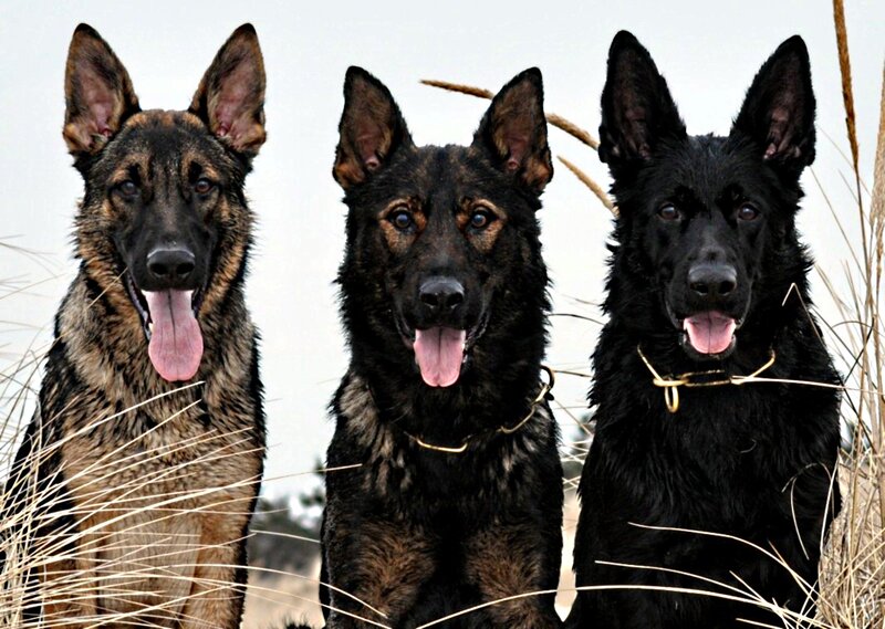Three German Shepherds — Black, Calm