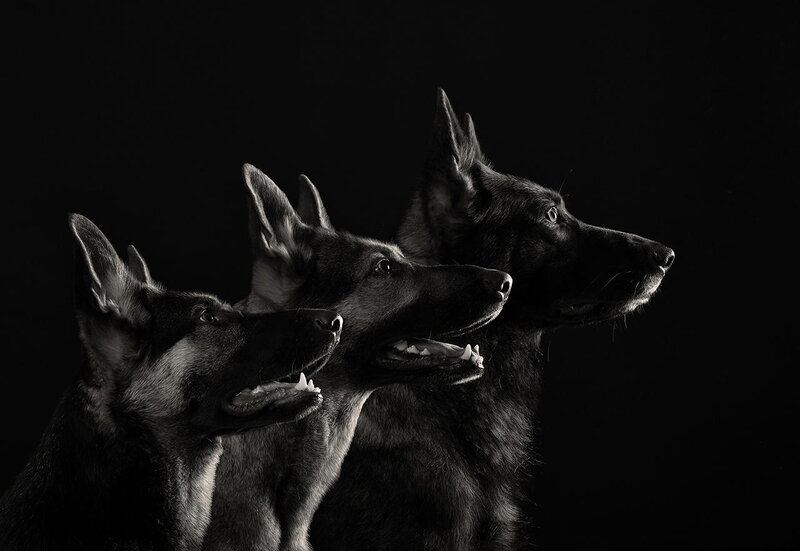 Three German Shepherds — Black
