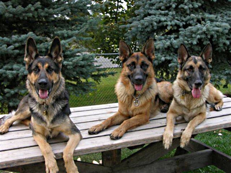 Three German Shepherds — Brown, Calm, Afternoon