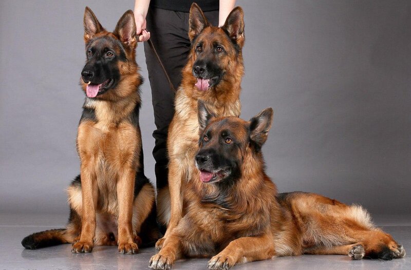 Three German Shepherds — Brown, Calm, Photograph