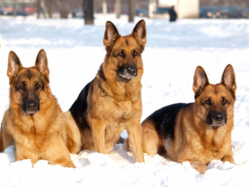 Three German Shepherds — Brown, Calm