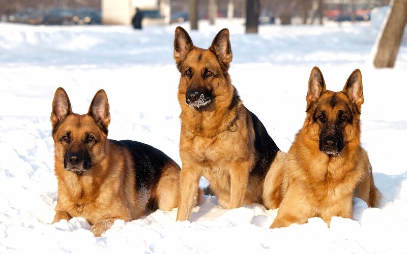 Three German Shepherds — Brown, Calm, Winter, Photograph, Snow