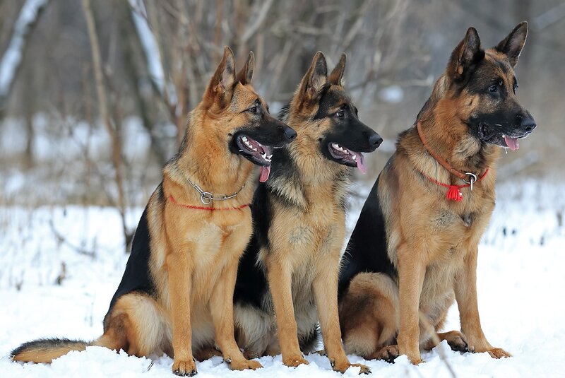 Three German Shepherds — Brown, Calm, Winter, Photograph