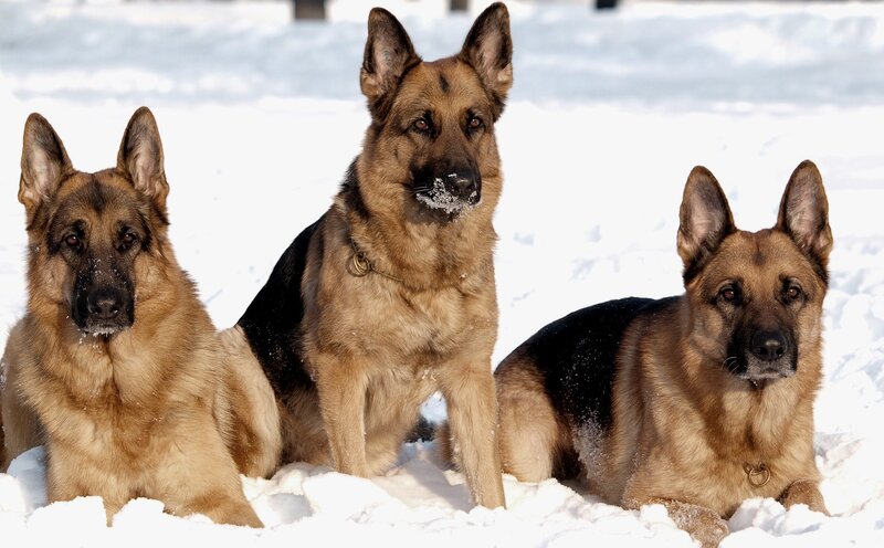 Three German Shepherds — Brown, Calm, Winter