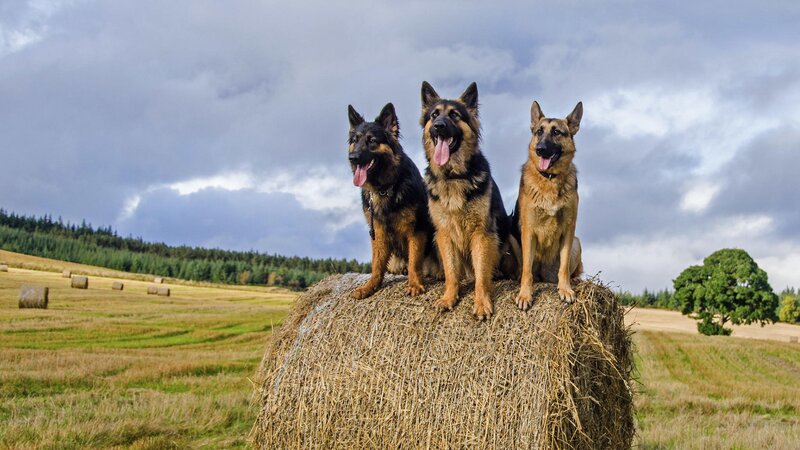Three German Shepherds — Brown, Dramatic