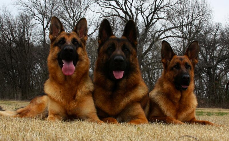 Three German Shepherds — Brown