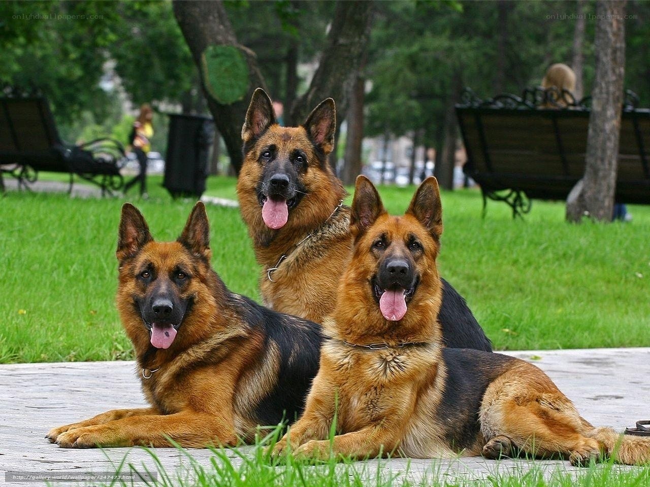 Three German Shepherds in Park