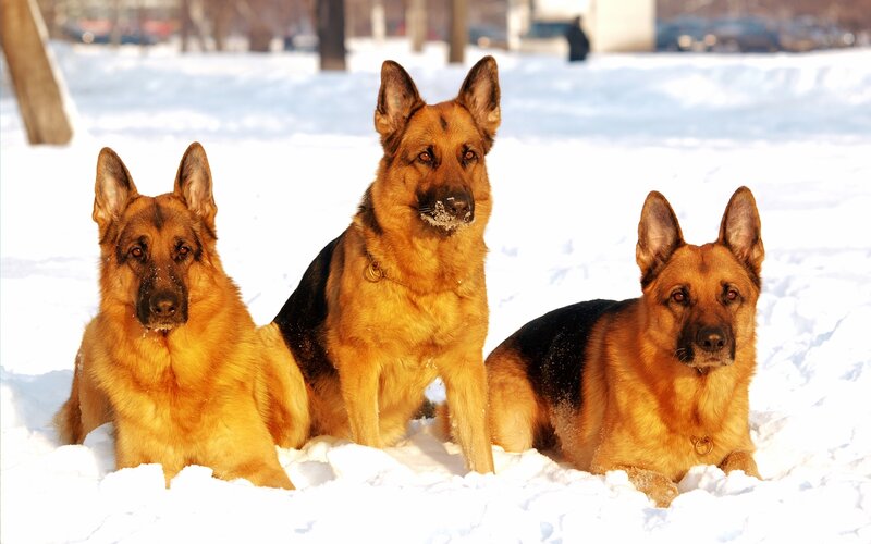 Three German Shepherds in Snow