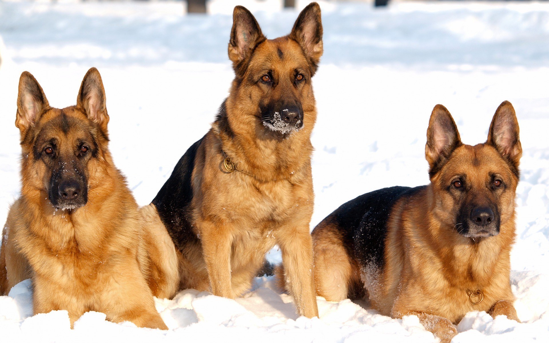 Three German Shepherds in the snow