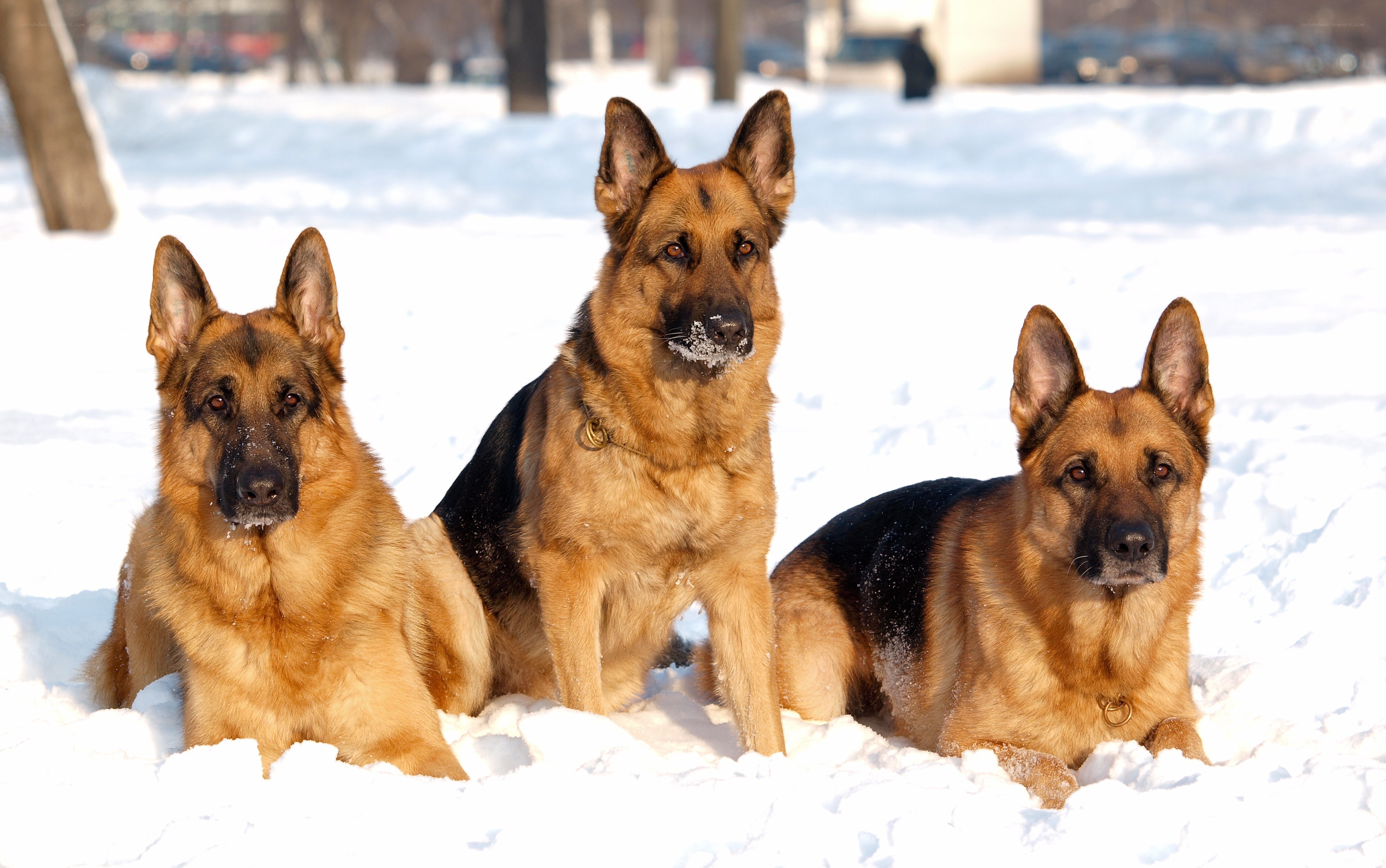 Three German Shepherds in the snow
