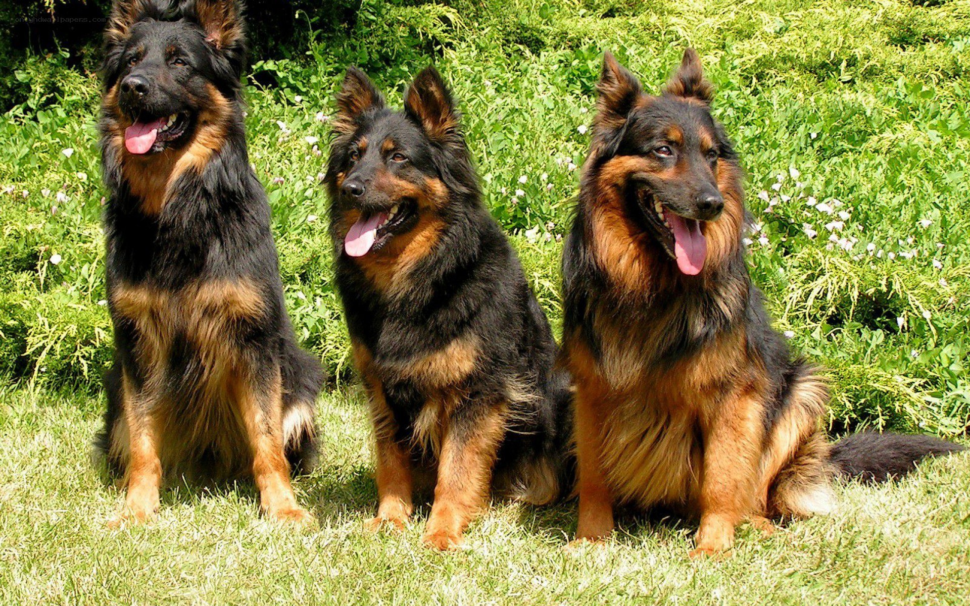 three german shepherds on grass