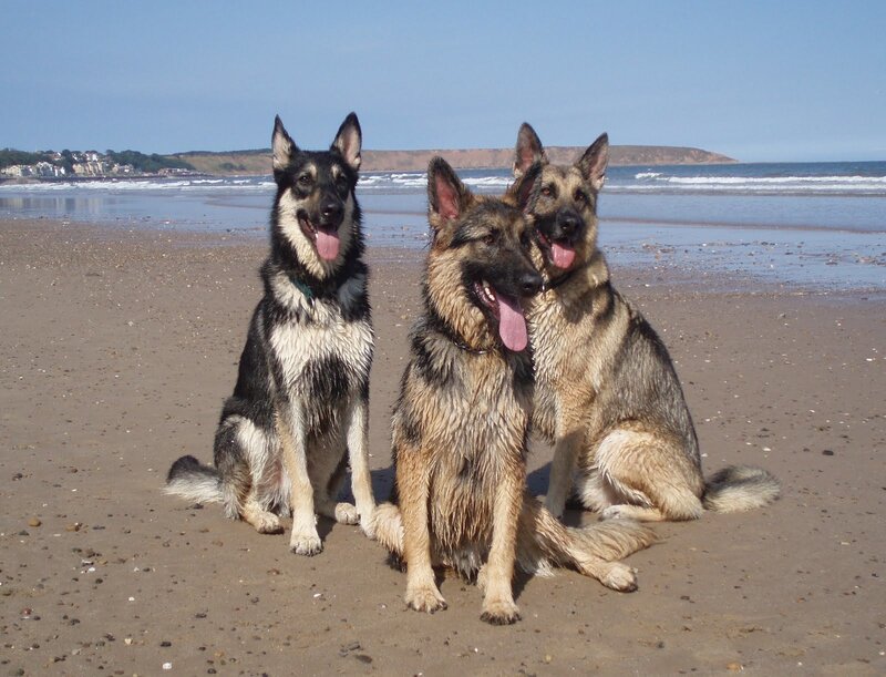 Three German Shepherds