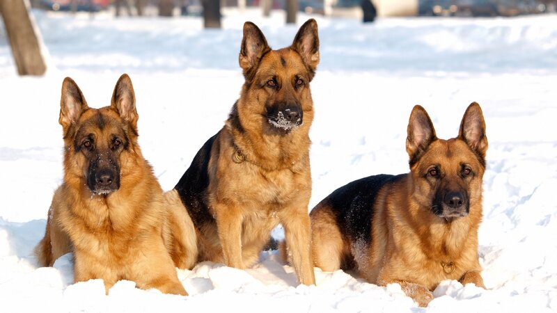Three German Shepherds — White, Calm
