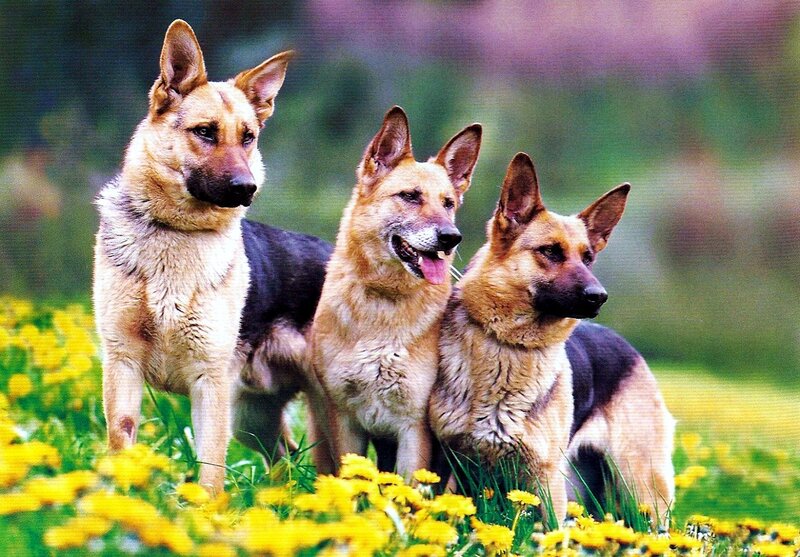 Three German Shepherds — Yellow