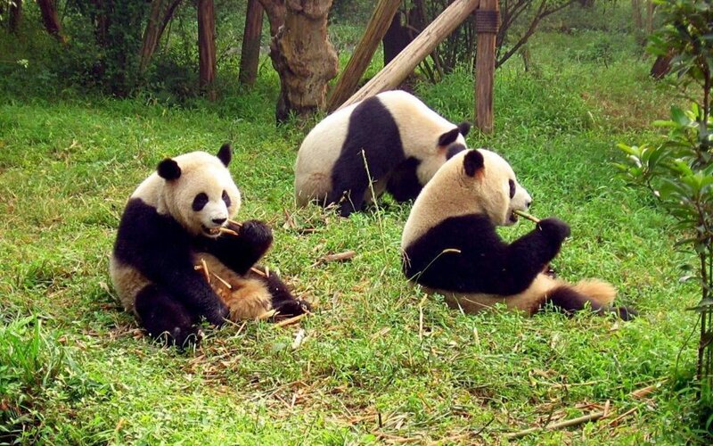 Three Giant Pandas — Green