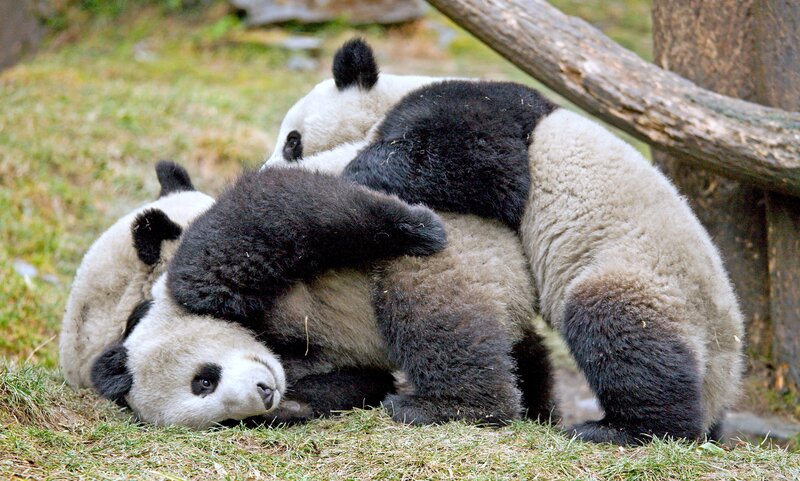 Three Giant Pandas Playing