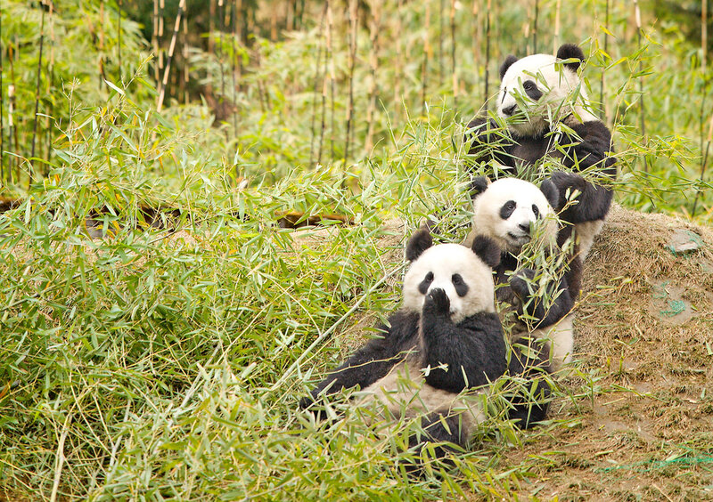 Three Giant Pandas