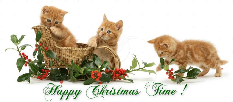 Three Ginger Kittens