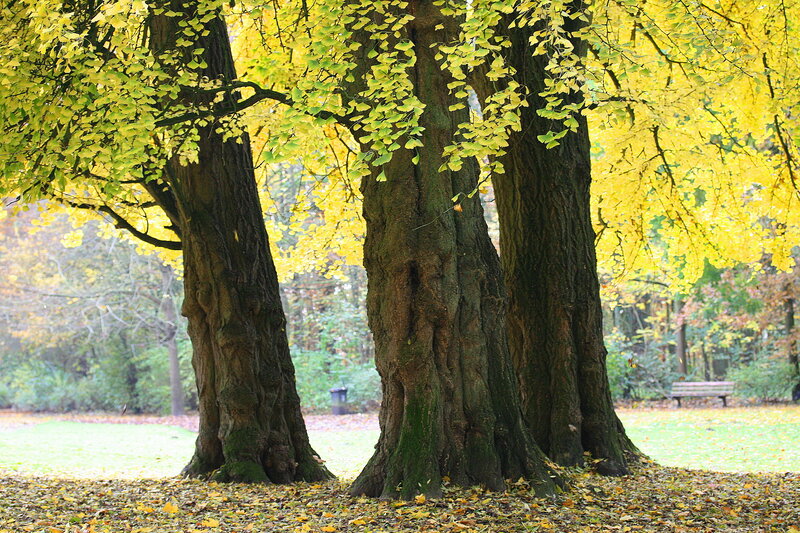 Three Ginkgo Trees in Autumn