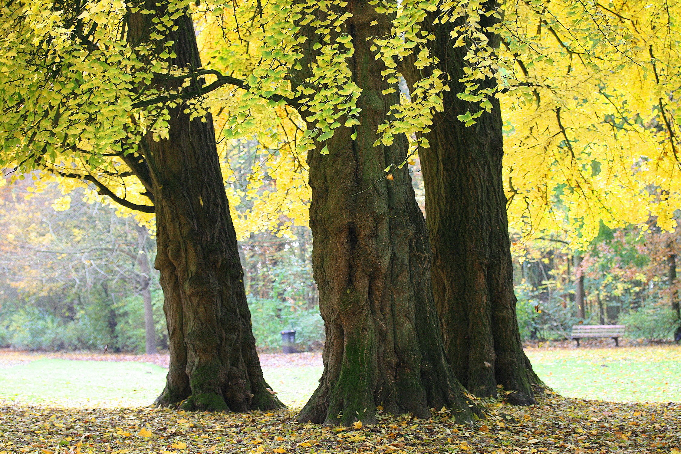 Three Ginkgo Trees in Autumn