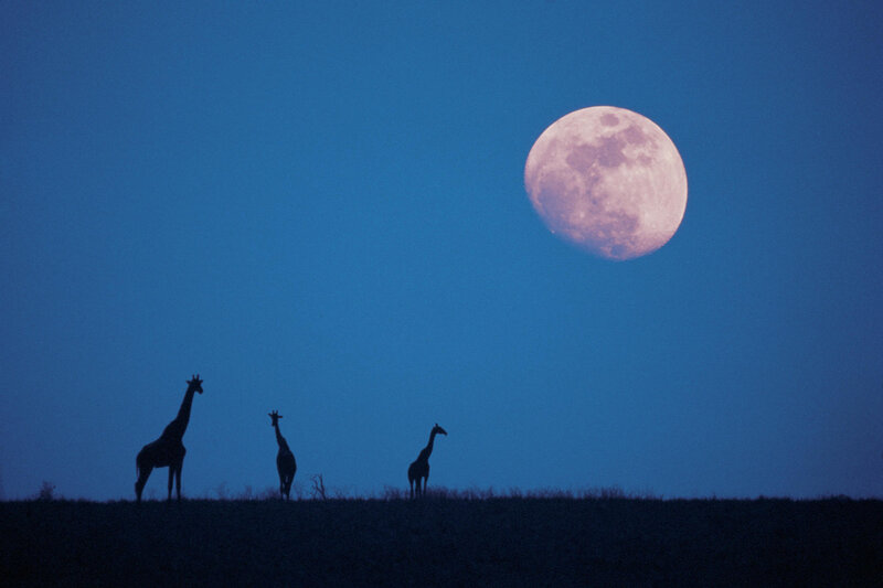 Three Giraffes at Dusk — Blue