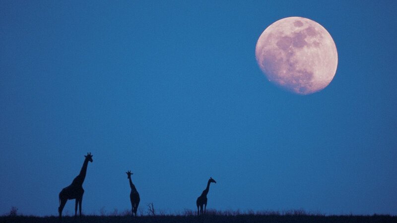 Three Giraffes at Dusk