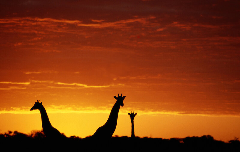 Three Giraffes at Sunset — Orange, Dramatic