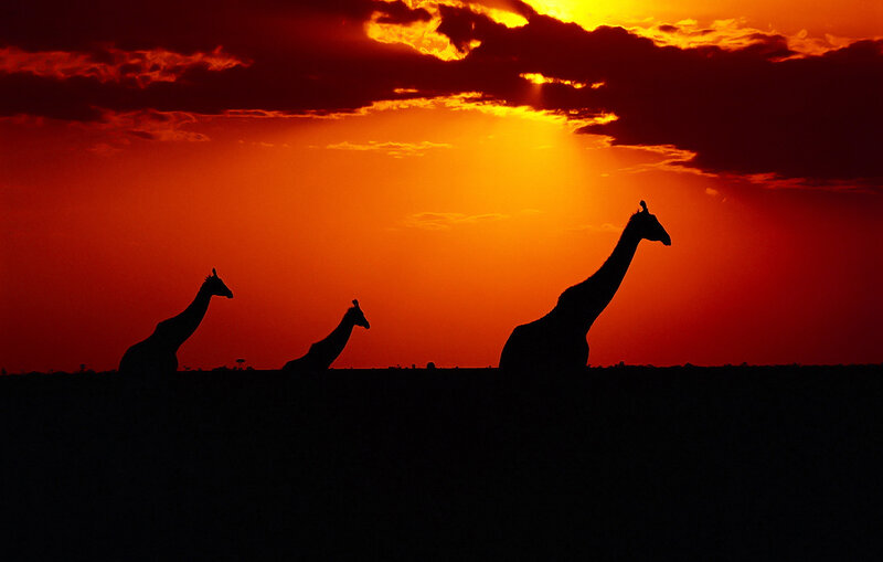 Three Giraffes at Sunset — Orange