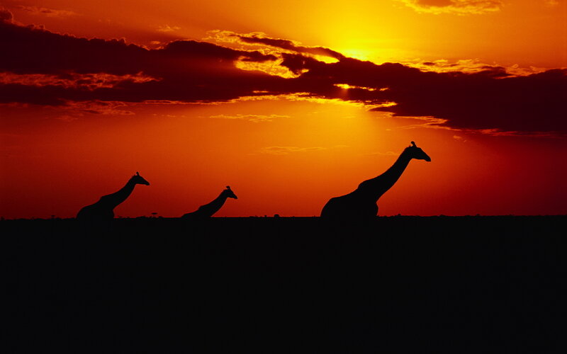 Three Giraffes at Sunset