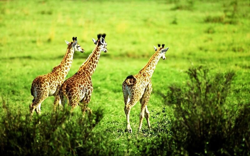 Three giraffes in a field