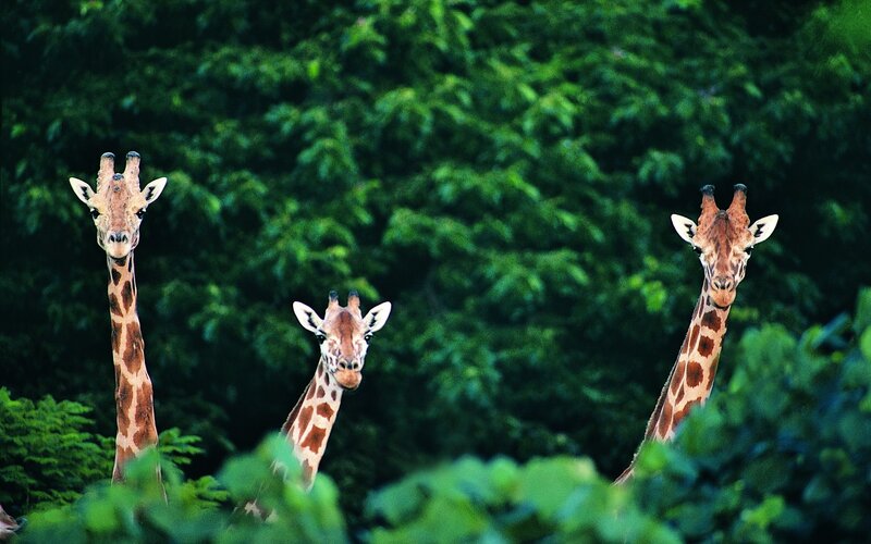Three giraffes in a forest