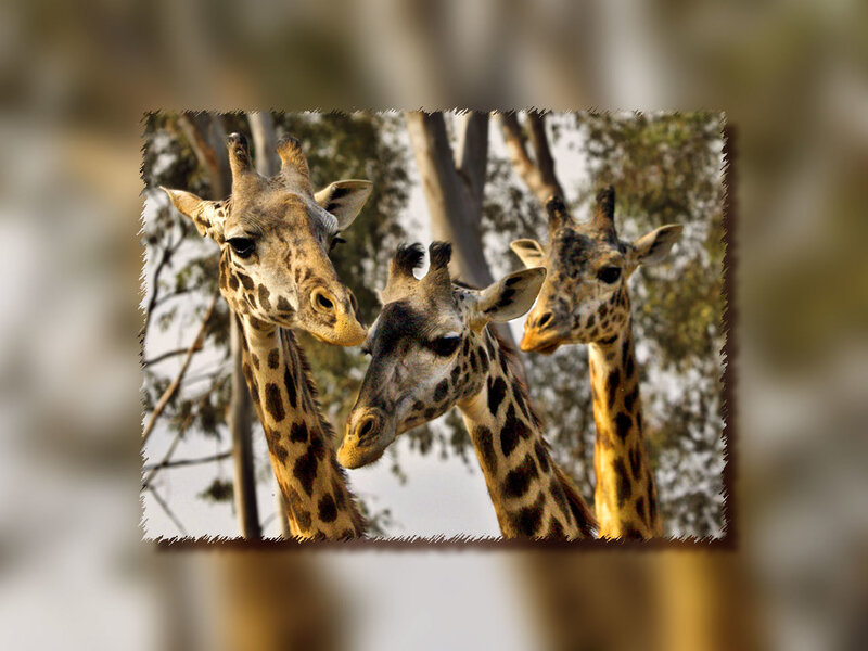 three giraffes in a group