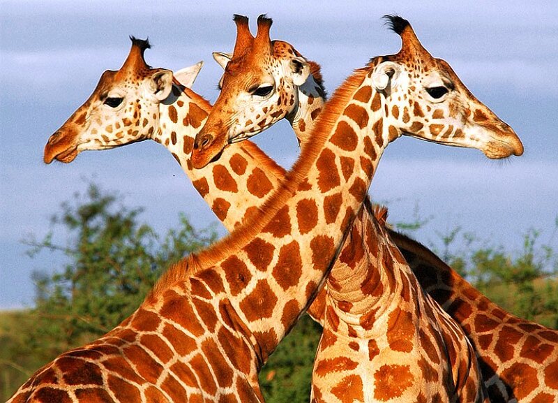 Three giraffes in a row