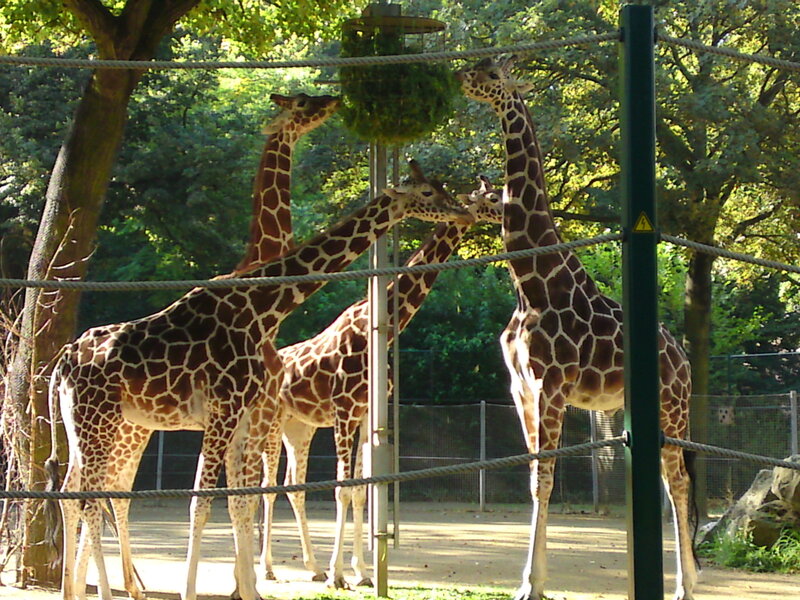 Three Giraffes in Enclosure — Brown