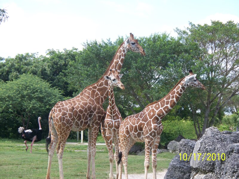 Three Giraffes in Enclosure