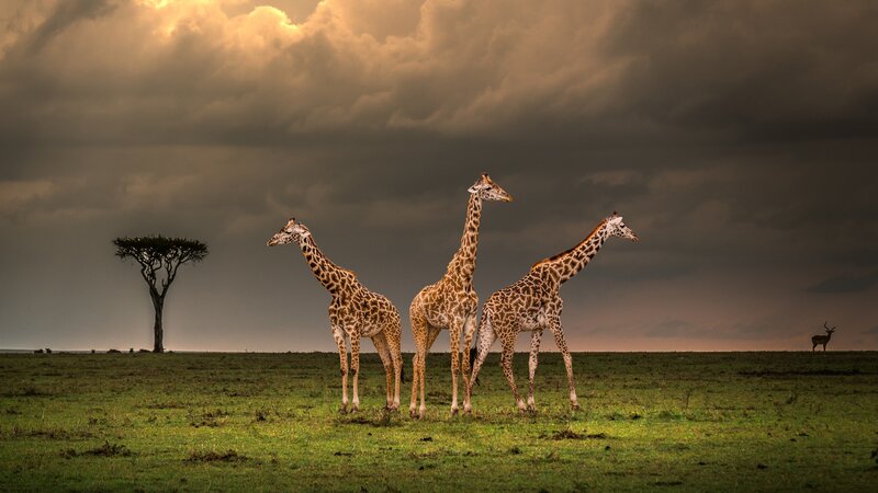 Three Giraffes in Field