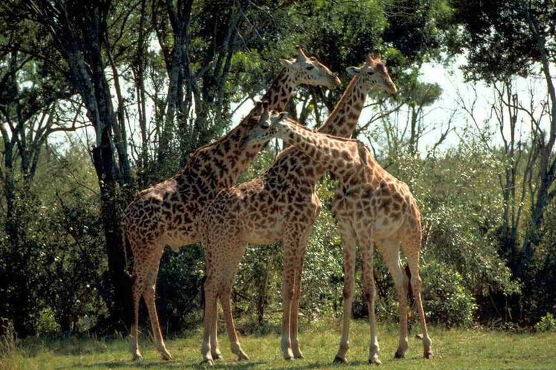 Three Giraffes in Forest