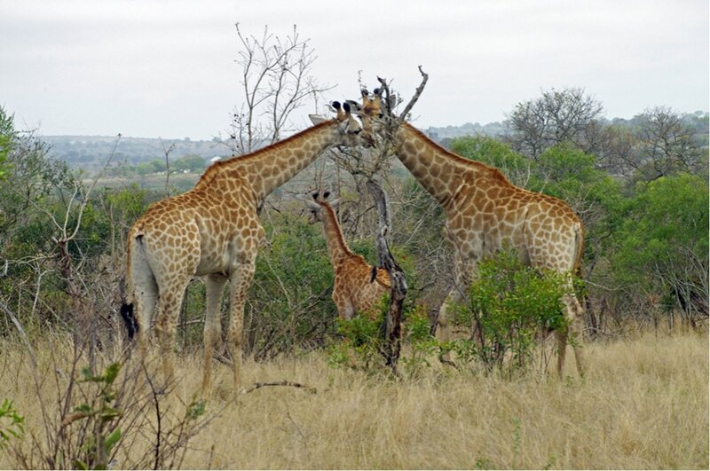Three Giraffes in Savanna