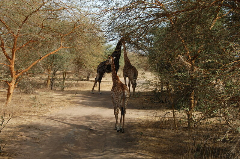 Three Giraffes on Dirt Path