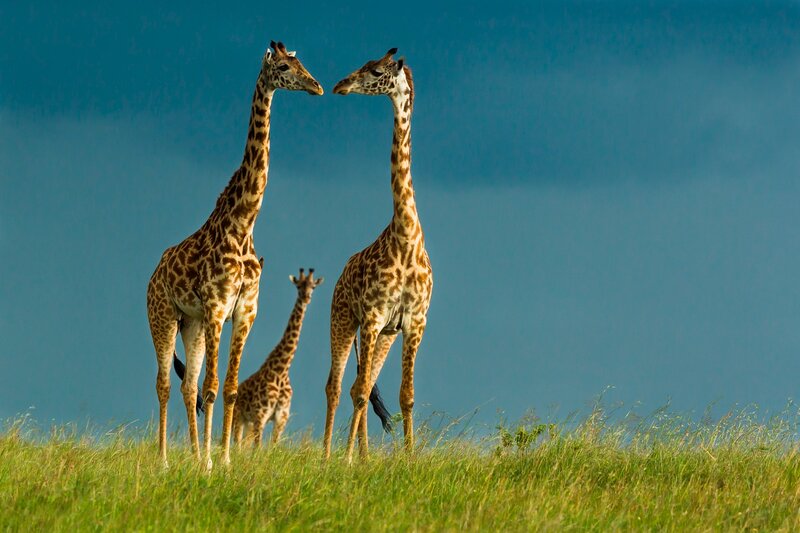 Three Giraffes on Grass