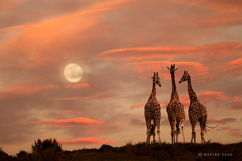 Three Giraffes on Hill