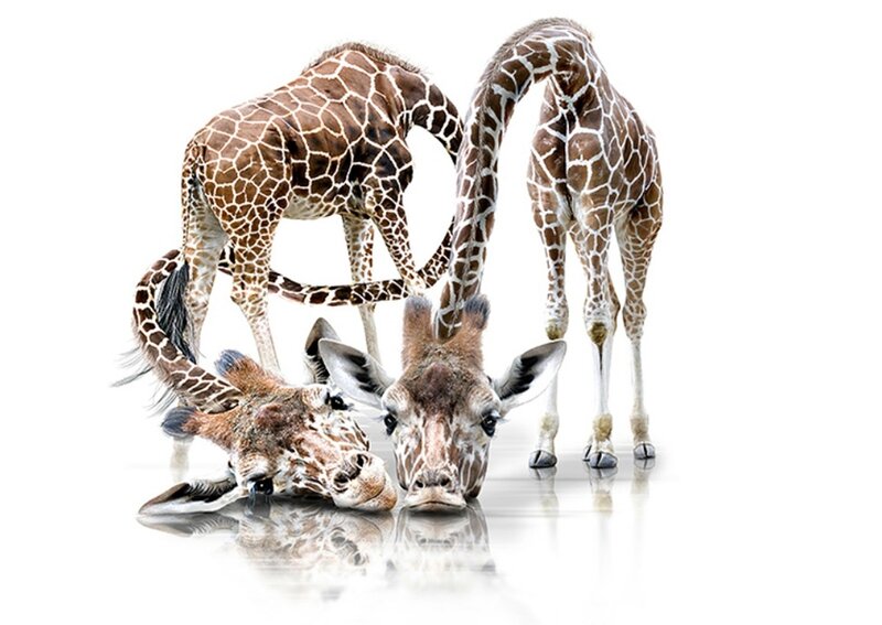 Three Giraffes on White
