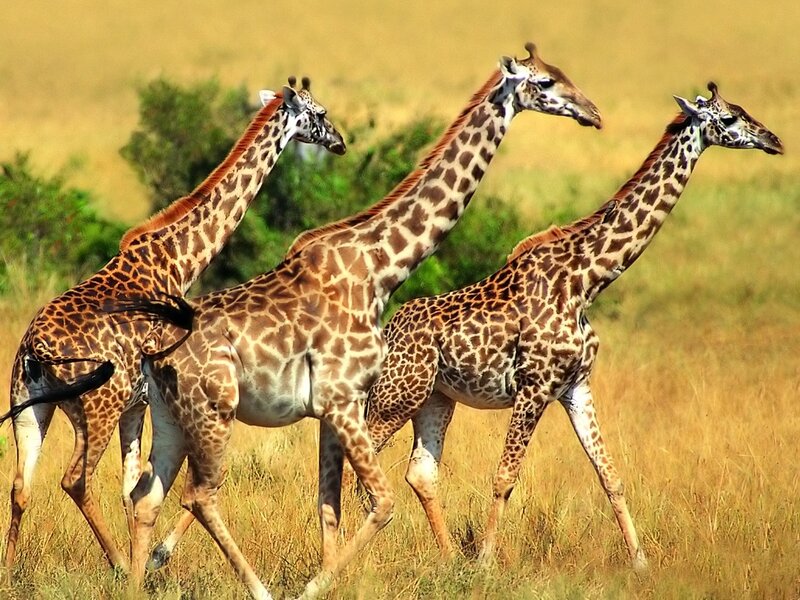 Three Giraffes Running