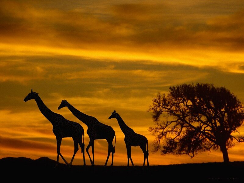 Three Giraffes Silhouetted — Orange