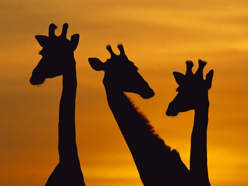 Three Giraffes Silhouetted