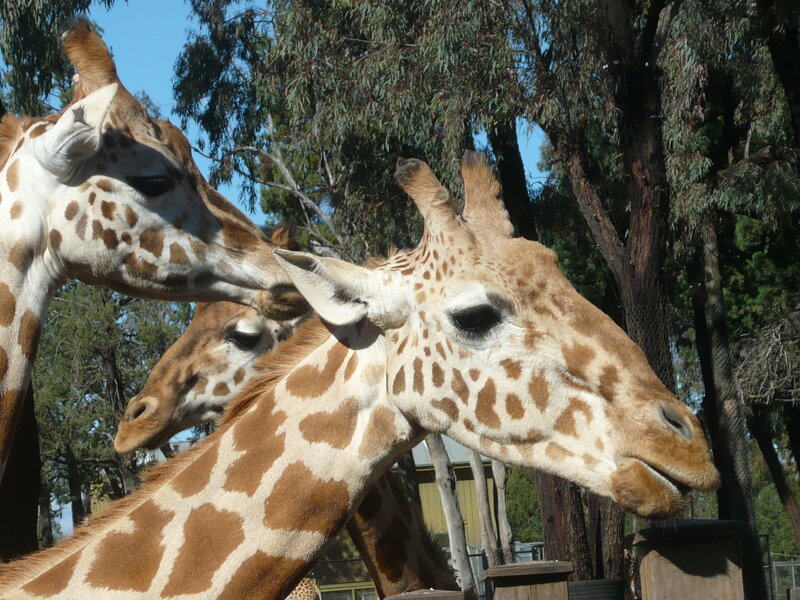Three Giraffes Together