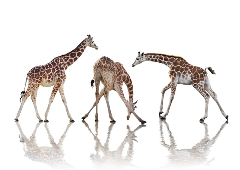 Three Giraffes Walking — Brown