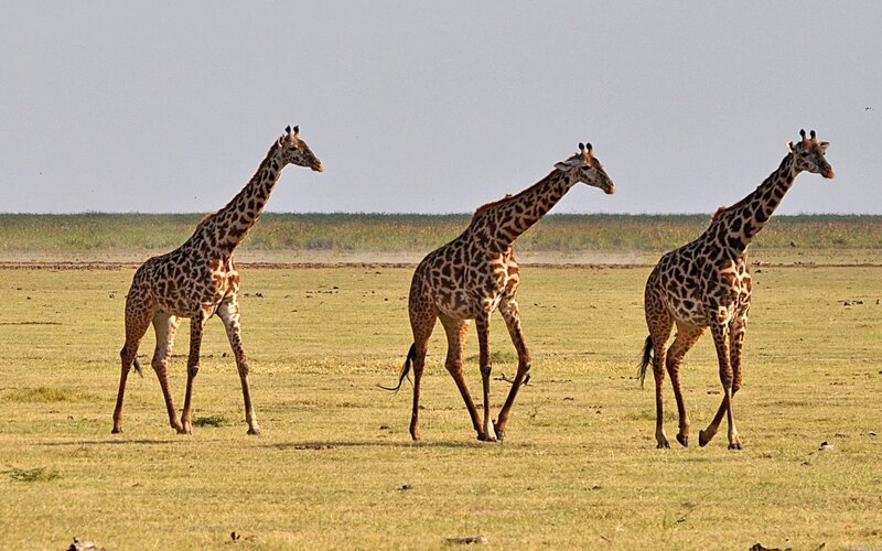 Three Giraffes Walking — Green