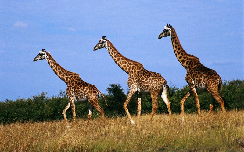 Three giraffes walking in savanna