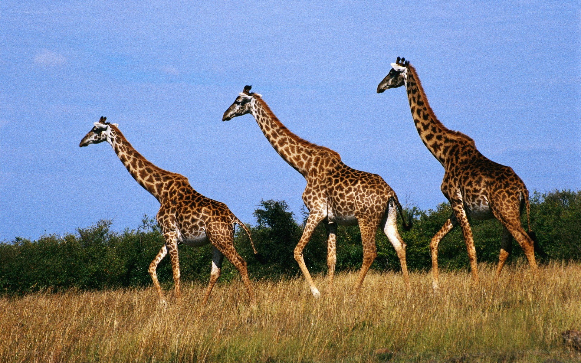 Three giraffes walking in savanna